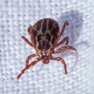 Dog owners warned about new tick disease …