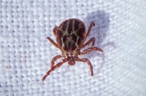 Dog owners warned about new tick disease …