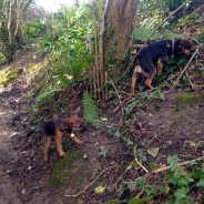 Out Today on a Dog Walk with Ella and ToTo …