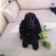 Four Paws Dog Archie waiting for me to take him for his Dog Walk today! …