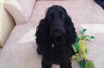 Four Paws Dog Archie waiting for me to take him for his Dog Walk today! …