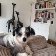 Four Paws Dog Rudy today after our Dog Walk looking so adorable having had his fur trimmed too!