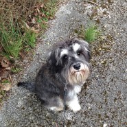 Four Paws Dog Raffles has had his first proper trim at the Dog Groomers. Looking gorgeous ….