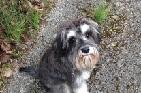 Four Paws Dog Raffles has had his first proper trim at the Dog Groomers. Looking gorgeous ….