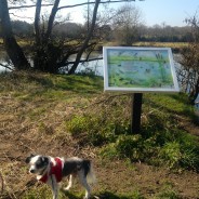 Four Paws Dog Rudes on our Dog Walk today enjoying the sunshine by the River Stour, Wimborne …