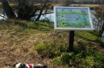 Four Paws Dog Rudes on our Dog Walk today enjoying the sunshine by the River Stour, Wimborne …