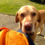 Meet Ben, Four Paws newest Dog who will be having occasional Home Visits, near Wimborne …