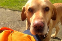 Meet Ben, Four Paws newest Dog who will be having occasional Home Visits, near Wimborne …