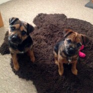 Four Paws Dogs Ella and Toto!