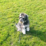 Four Paws puppy Raffles on our Dog Walk yesterday at the Redcotts, Wimborne …