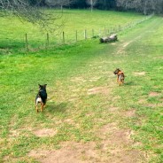 Great Dog Walk yesterday at Kingston Lacy, Wimborne! …