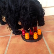 Four Paws Dog Archie with one of his activity dog toys!