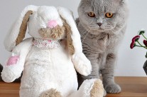 Wishing all my two and four legged friends at Four Paws Dorset a very enjoyable Easter!