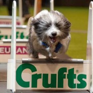 The world’s greatest dog show is just round the corner. 5 things you didn’t know about Crufts