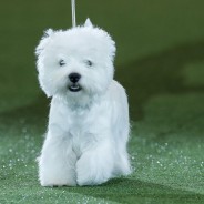 Crufts Dog Show winner is Devon, a West Highland Terrier …