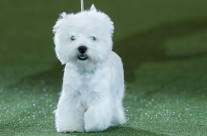 Crufts Dog Show winner is Devon, a West Highland Terrier …