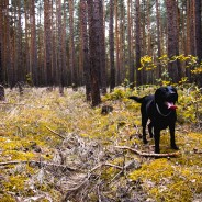 Suggested Dog Walk for the Weekend. Castleman Trailway, West Moors to Avon Valley section …