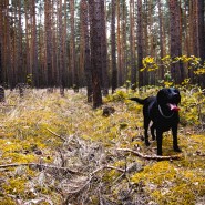 Suggested Dog Walk for the Weekend. Castleman Trailway, West Moors to Avon Valley section …