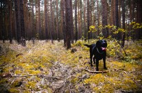 Suggested Dog Walk for the Weekend. Castleman Trailway, West Moors to Avon Valley section …