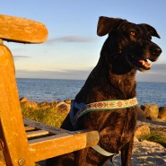 Suggested Dog Walk for the Weekend. Hengistbury Head, Dorset …