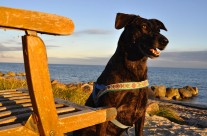 Suggested Dog Walk for the Weekend. Hengistbury Head, Dorset …