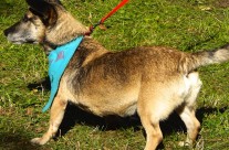 Dog Show event in Ferndown on Good Friday King George V playing fields, Ferndown, Nr wimborne! …