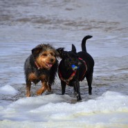 Today! Studland Stomp (Dorset) 13th Mar 2016 13:00 Come along with your dogs …