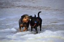 Today! Studland Stomp (Dorset) 13th Mar 2016 13:00 Come along with your dogs …