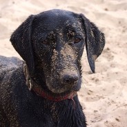 A State-of-the-art-Dog wash machine at Sandbanks! …