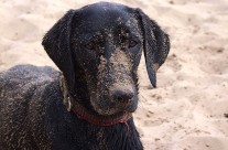 A State-of-the-art-Dog wash machine at Sandbanks! …