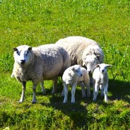 Destroying dogs that attack. National Sheep Association Striving for a sustainable and prosperous sheep …