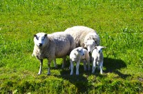 Destroying dogs that attack. National Sheep Association Striving for a sustainable and prosperous sheep …