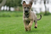 Call for harsher sentences for dog thieves …