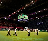 Crufts is one of the largest dog events in the world. Scroll down to see what’s on at Cruft this weekend …