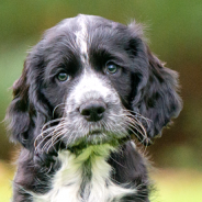 Sponsor hearing dog puppy Victor from just £3 a month …