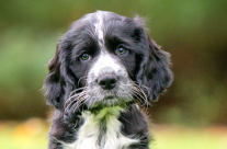 Sponsor hearing dog puppy Victor from just £3 a month …