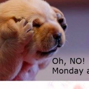 Dog picture to make you smile. Oh no, not Monday again!