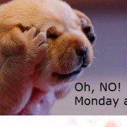 Dog picture to make you smile. Oh no, not Monday again!