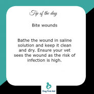 Dog Tip for Today. Bite wounds …