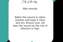 Dog Tip for Today. Bite wounds …