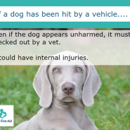 Dog Tip for Today. If your Dog has been hit by a vehicle …