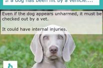 Dog Tip for Today. If your Dog has been hit by a vehicle …