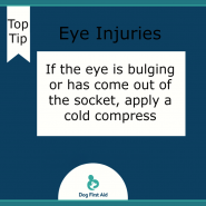 Dog tip for Today. Eye injuries. If the eye is bulging or out …