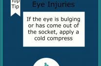 Dog tip for Today. Eye injuries. If the eye is bulging or out …