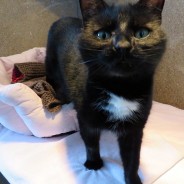 Margaret Green Animal Rescue, Dorset. Meet Cleopatra a lovely 5 year old Cat …