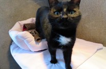 Margaret Green Animal Rescue, Dorset. Meet Cleopatra a lovely 5 year old Cat …