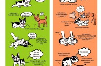 Dog Language Chart. Calm and Relaxed or Shut Down?