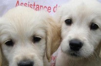 PUPPY PARENTS WANTED! Woofability Assistance Dogs …