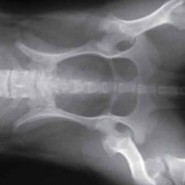 Arthritis in Dogs and Cats. A very interesting and informative read …