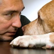 Inquiry finds no evidence of animal cruelty by ‘Dog Whisperer’ Cesar Millan